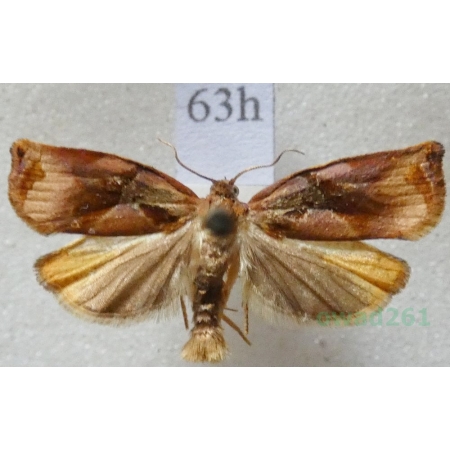 Archips podana (Scopoli, 1763) Zwójka rdzaweczka Czech63h